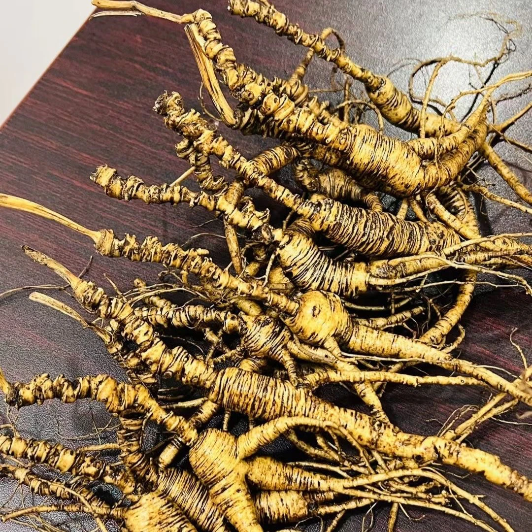 林下参老底子 颗颗大长芦 线纹紧密 入药级别 250g