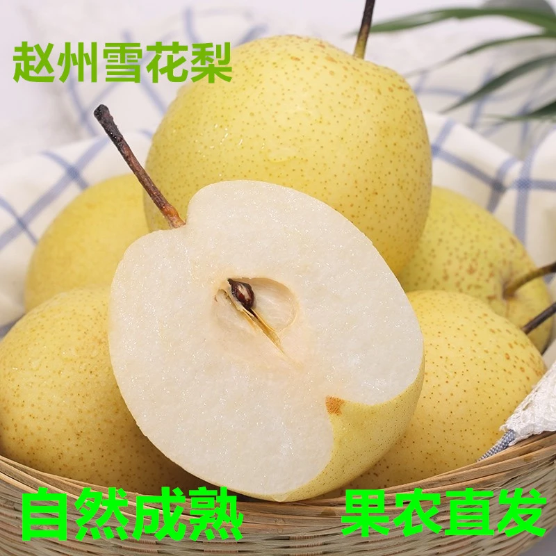 赵县雪花梨赵州雪梨百年古树5/9斤河北雪梨赵州新鲜食用生鲜煲汤