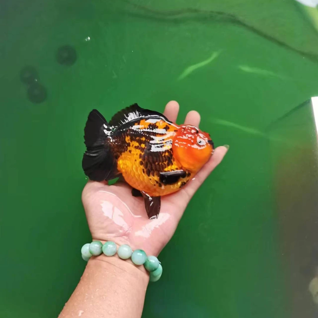 玛丽泰狮观赏鱼金鱼尺寸3-5