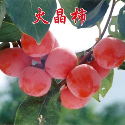 柿子苗树脆甜柿子苗树磨盘火晶树苗嫁接苗当年结果特大南北方种植