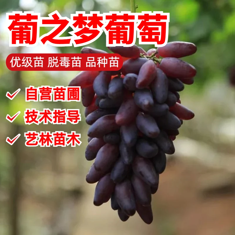 嫁接葡之梦葡萄树苗南方北方种植小辣椒爬藤葡萄苗地栽盆栽果树苗