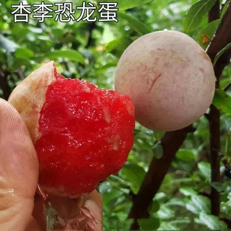美国恐龙蛋李 红心李子苗 血丝李子树苗种李子树南方北方种植树苗