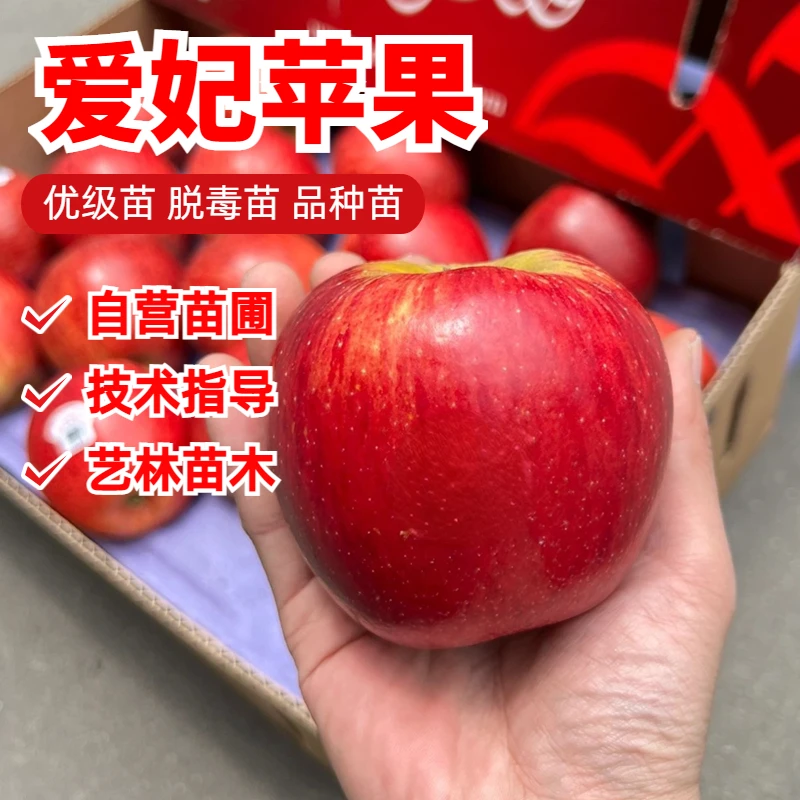 嫁接新西兰爱妃苹果树苗特大晚熟苹果苗南方北方盆栽地栽庭院种植