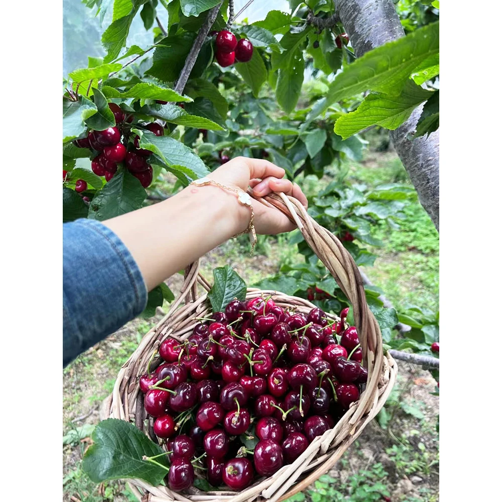 黑珍珠车厘子树苗大樱桃树苗南方北方种植嫁接耐寒当年结果树果苗