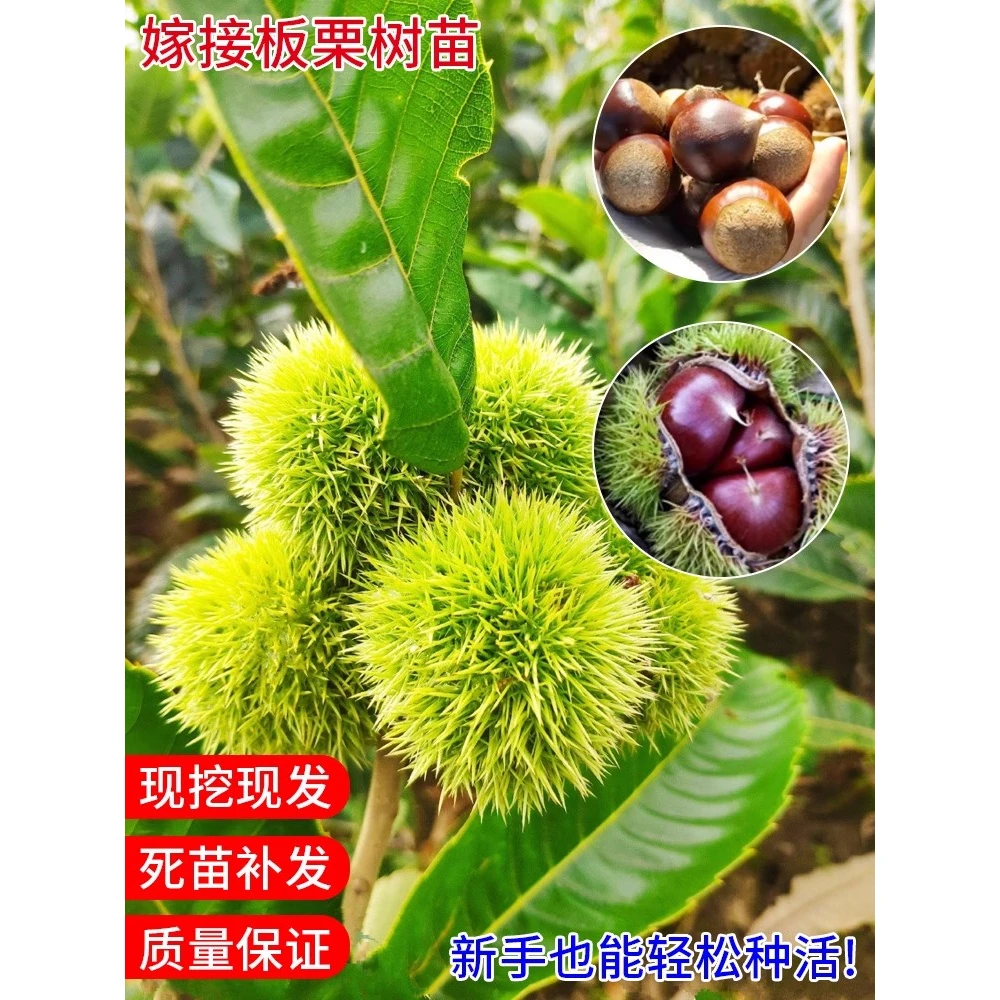 板栗苗树嫁接地栽南方北方种植大红袍当年结果特大板栗树果树果苗