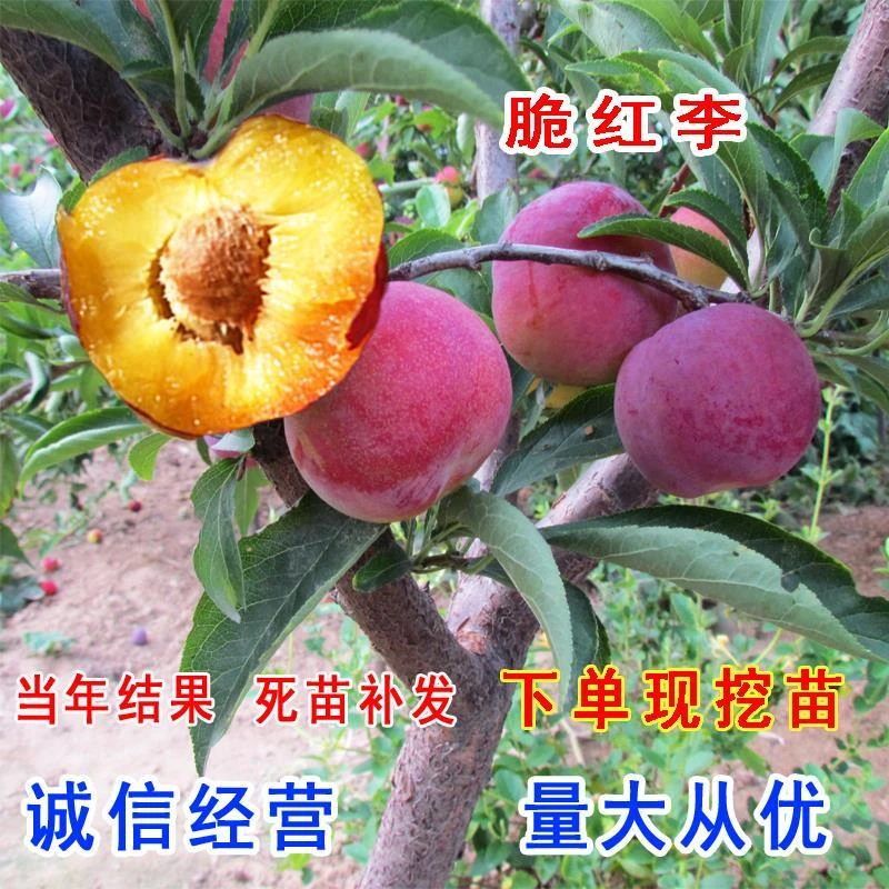 蜂糖李子树苗嫁接果树苗早晚南北方盆栽庭院特大西梅树树苗红心李