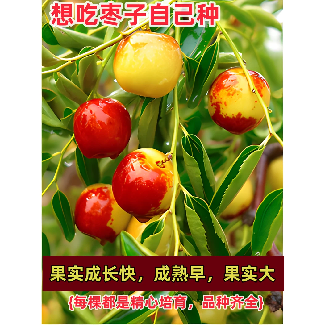 枣树苗特大枣树苗超甜冬枣苗树果树南北方庭院种植耐寒果树苗地栽