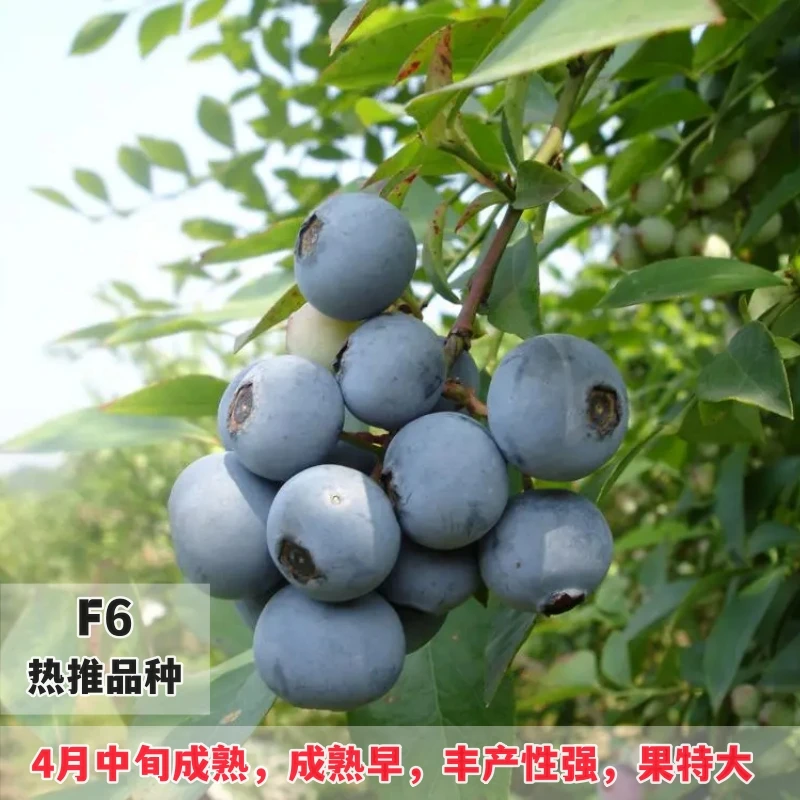 莘育农业-南高新品种F6蓝莓苗 当年结果f6蓝莓苔藓苗室内阳台盆栽
