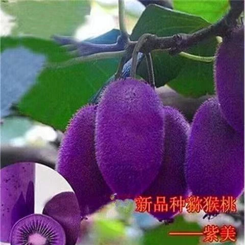 猕猴桃果树苗嫁接新品种紫美猕猴桃果树南北方庭院种植盆栽地栽苗