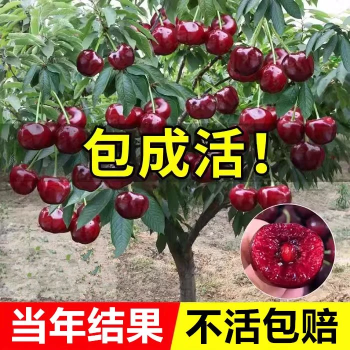 车厘子树苗樱桃树苗南方北方种植盆栽庭院果树矮化樱桃树大樱桃苗