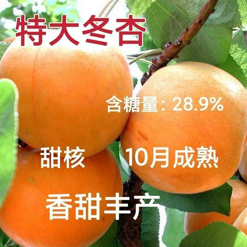 晚熟杏子树苗 冬杏苗 嫁接冬季杏树苗 10月初成熟肉质细 当年结果