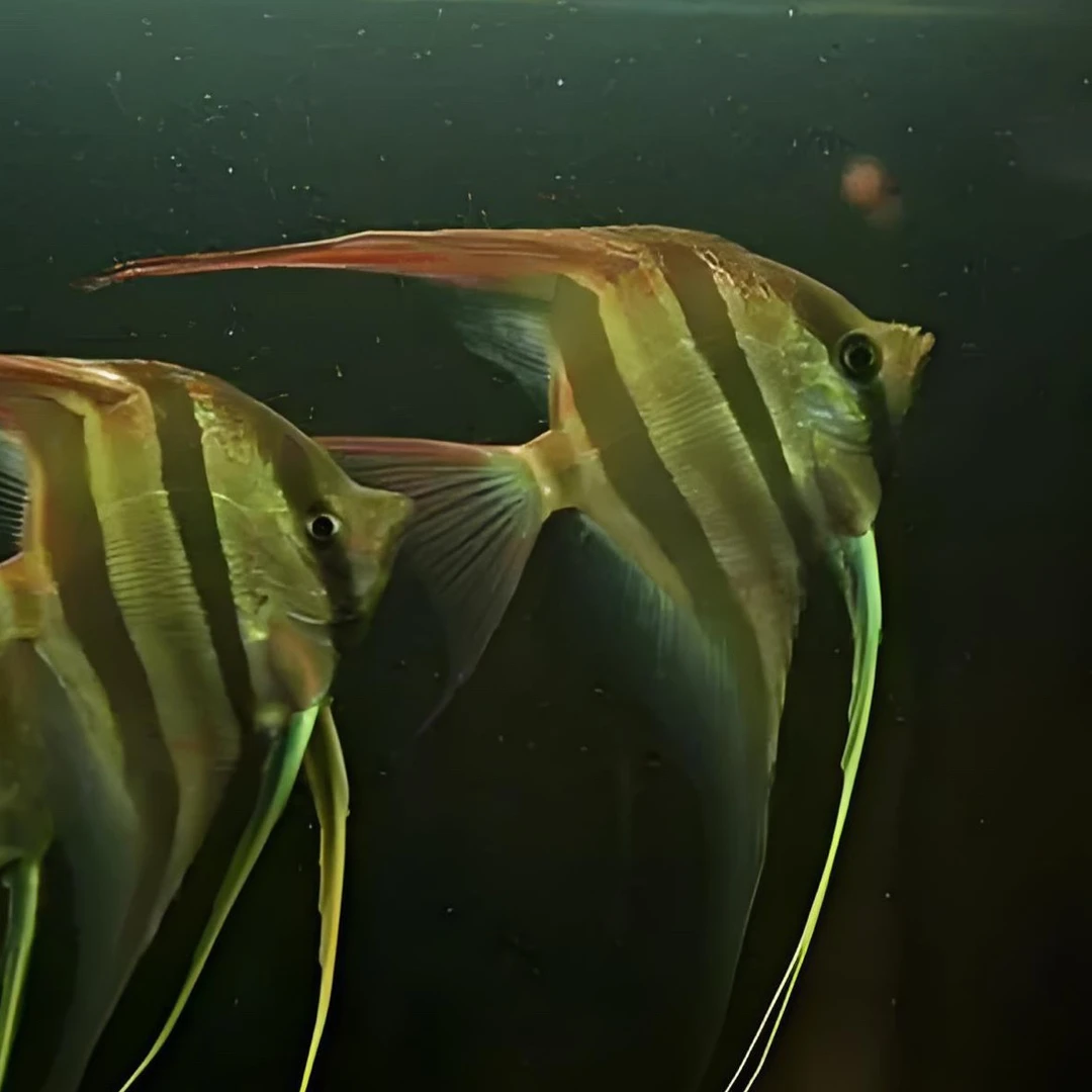 神仙埃及，阿塔巴布，肉身 5～6 公分， 人工培育精品不断尾。