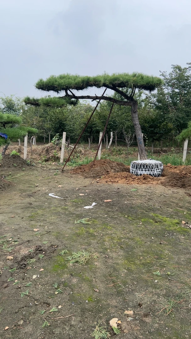 直播专用  商品以直播间实物为准 黑松油松赤松景观盆景盆栽地景