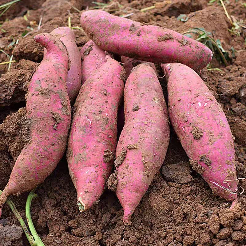 山西红薯甜糯可口6斤