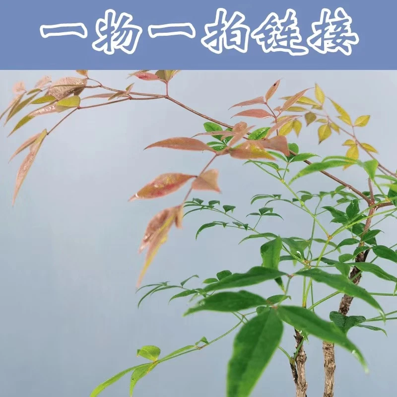 一物一拍 专属链接   室内盆栽茶桌办公桌花卉绿植好养盆景微景观