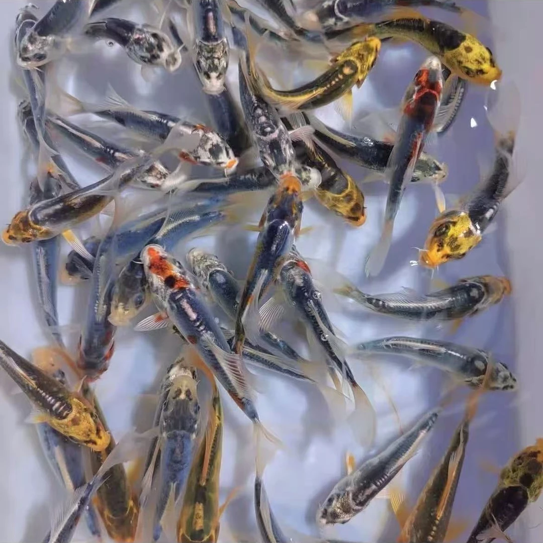 【金银彩德龙混搭3条】15-16公分德系日系秋翠冷水观赏鱼好养耐活