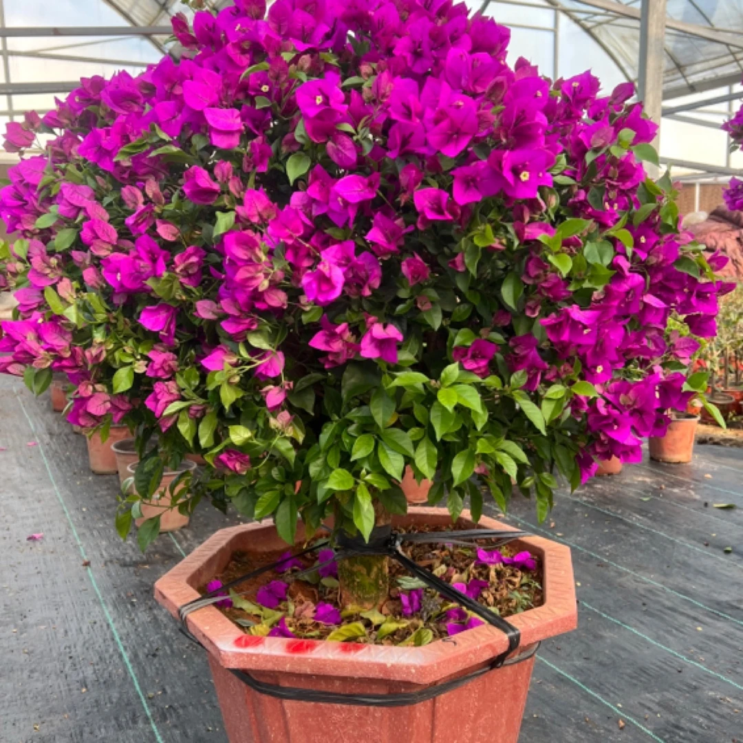 云南紫老桩三角梅四季开花勤花好养