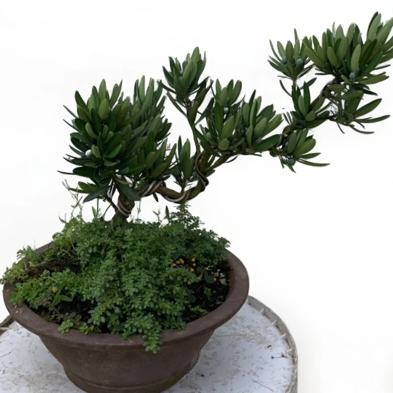 罗汉松直播间（一物一拍）高端盆景/盆栽花卉绿植海岛罗汉松