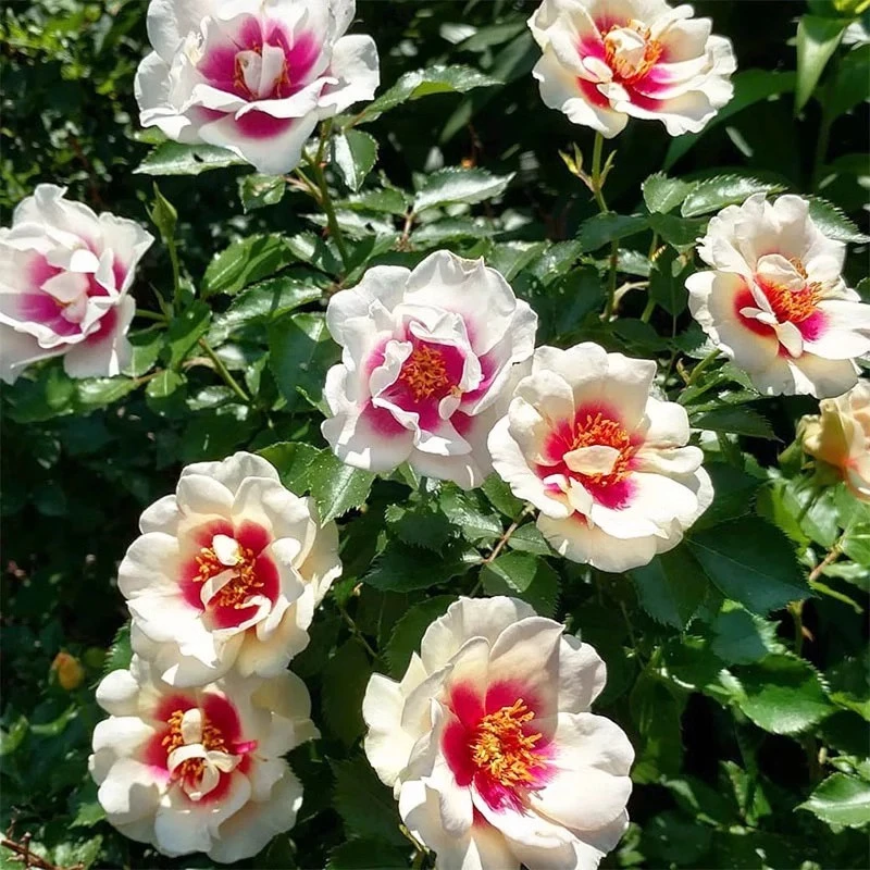 公牛的眼睛/靶心Bull's Eye眼睛牙白/紫色中心英国灌木月季盆栽