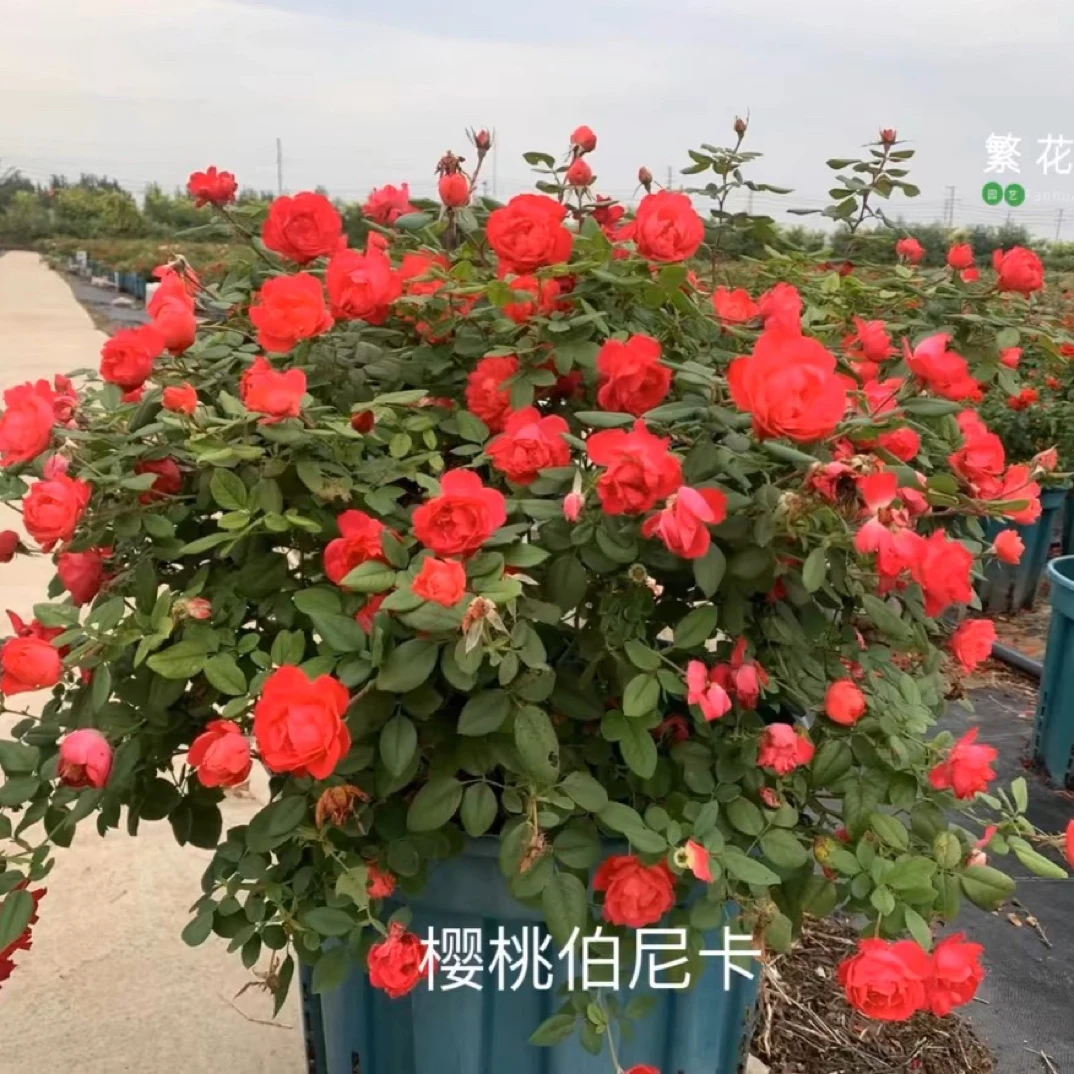 樱桃伯尼卡月季 低维护抗病耐热耐寒灌木月季 丰花矮型花卉花篱