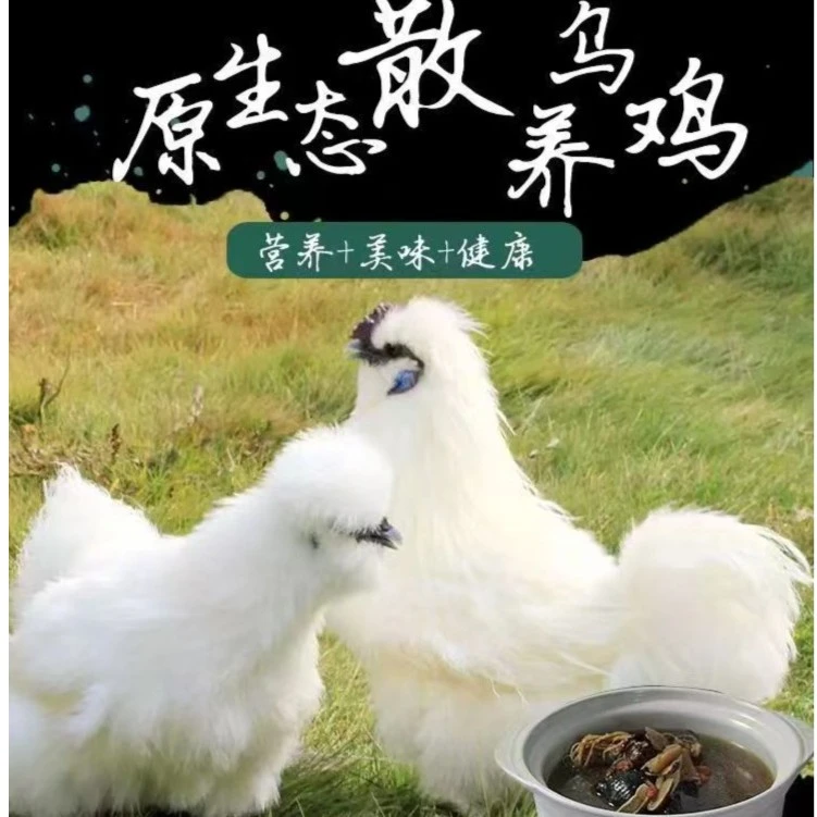 【青年白凤乌鸡】正宗泰和白凤乌鸡绿壳5斤6斤左右一组 2只包邮