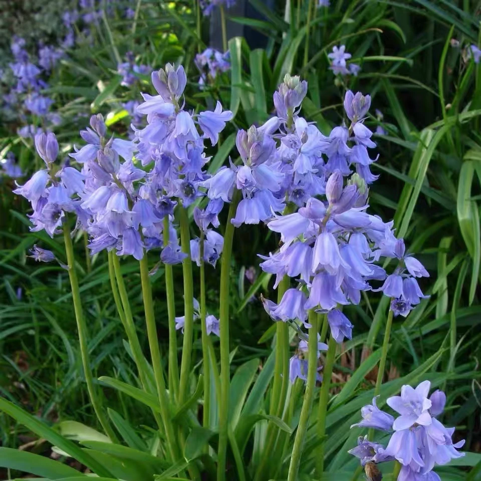 进口蓝铃花种球喜阴耐寒之花土栽盆栽好种好养花卉四季绿植