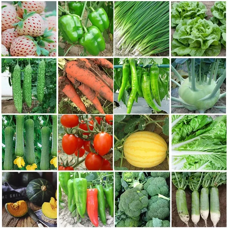 蔬菜生长大全四季播种阳台盆栽香菜菠菜生菜萝卜小葱番茄育苗菜子