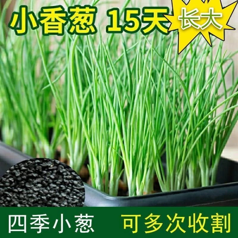 抢！29.9元5包 四季小香葱种子盆栽地栽 15天可吃多次收割阳台庭院