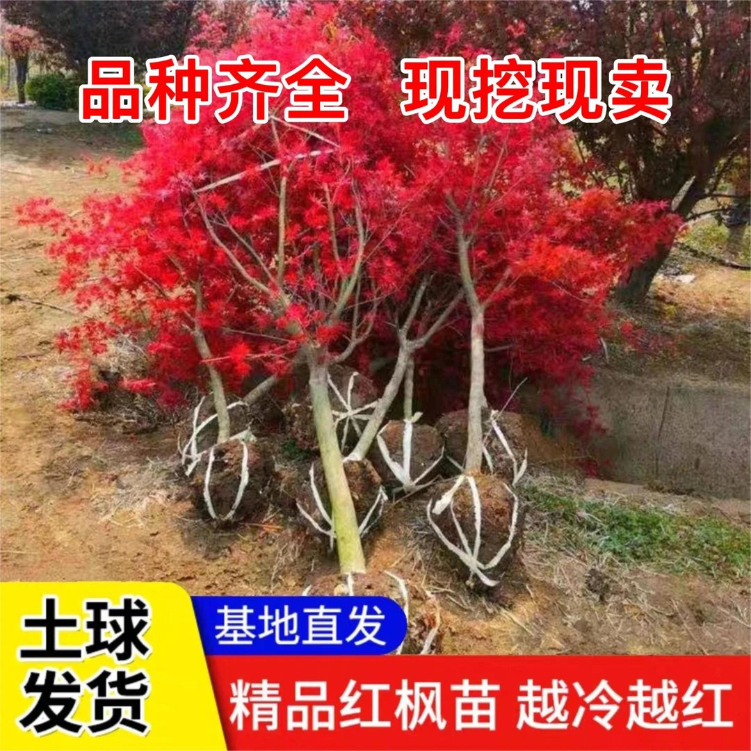 【耐寒品种】红舞姬红枫别墅庭院绿化盆栽地栽红舞姬大苗 高档型