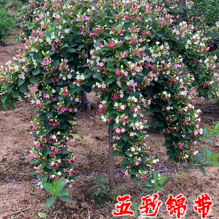 【当年开花】状元树五彩锦带花树，花开五色，耐寒耐旱，好养易活