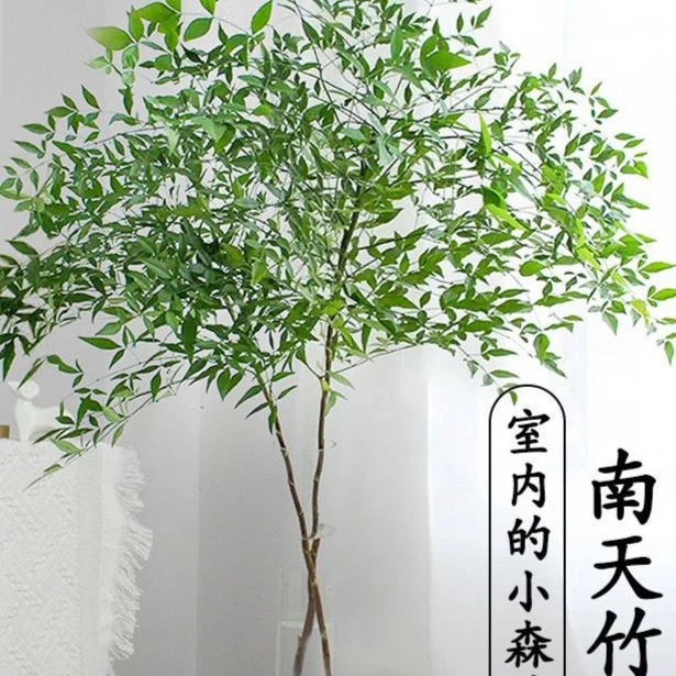 南天竹水培鲜切枝南天竹鲜枝冬季变红办公装饰直批家用水养禅意