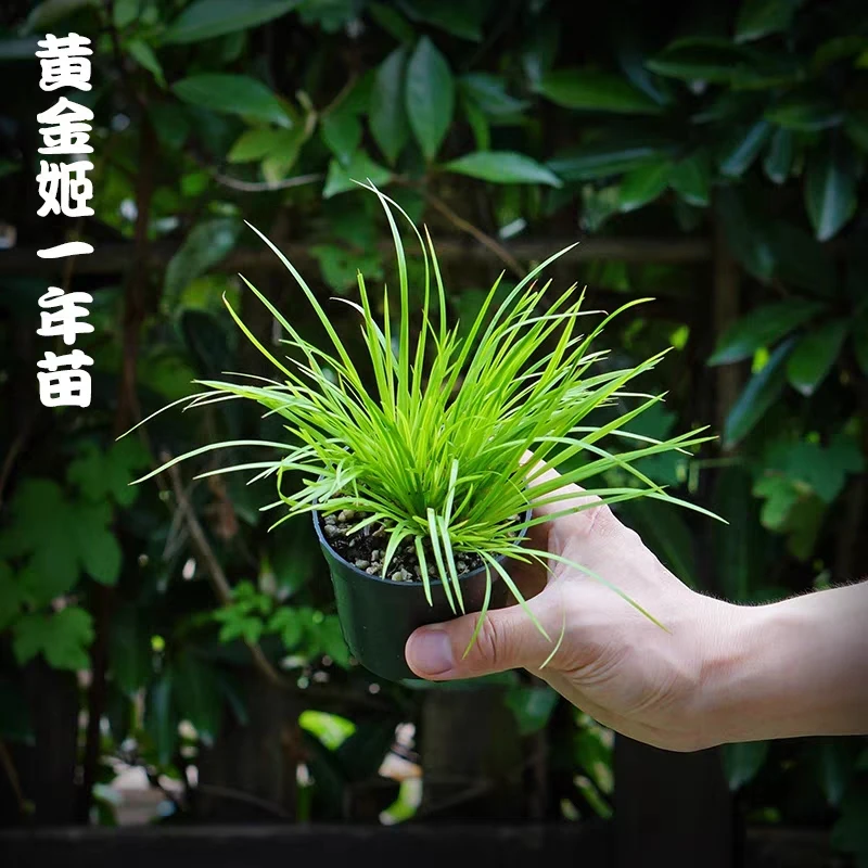 菖蒲三剑客基地盆金钱虎须竹子黄金姬文房雅趣国学风文人迷你绿植