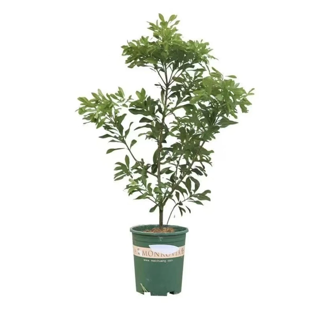 绿植一物一拍链