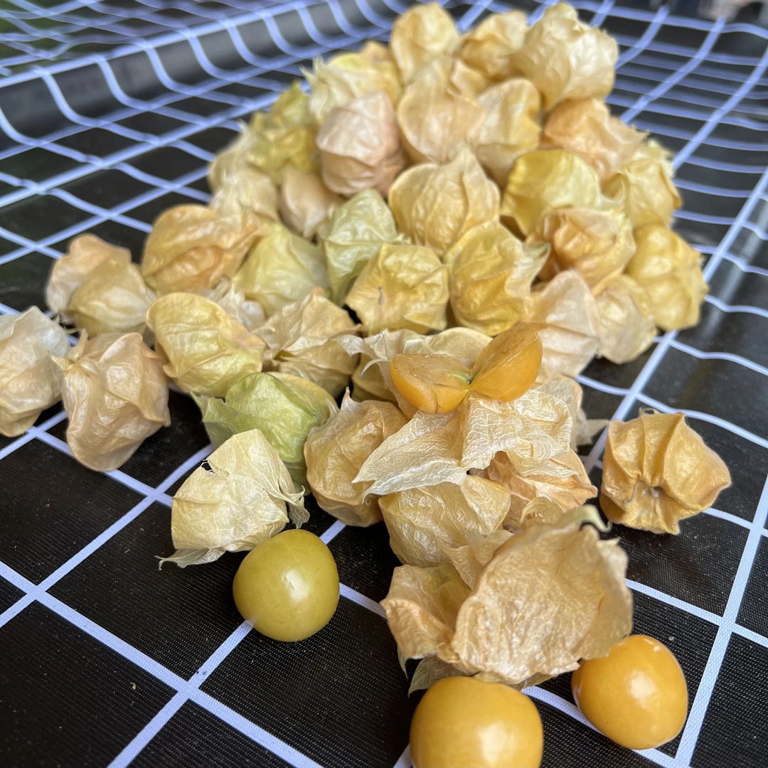 姑娘果脆嫩爽口,口味清甜1斤