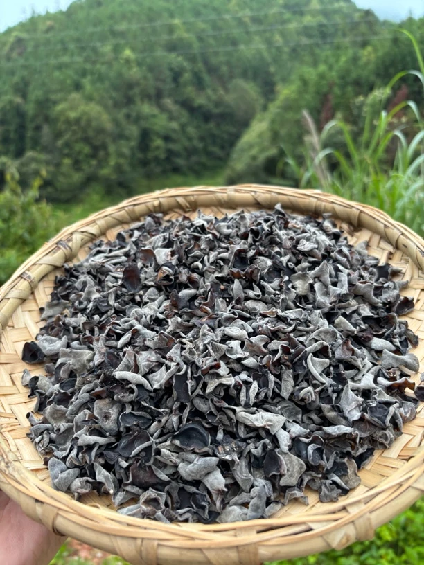 滇南土特“小木耳”云耳——250g起