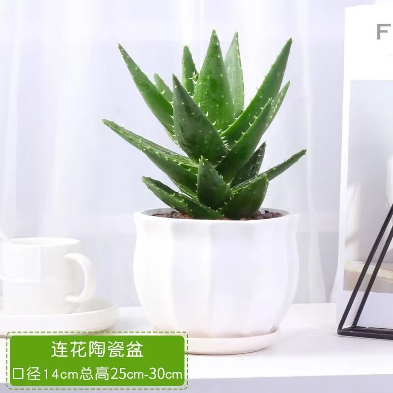芦荟大盆栽室内花卉绿植除甲醛净化空气仙人掌多肉植物四季好养