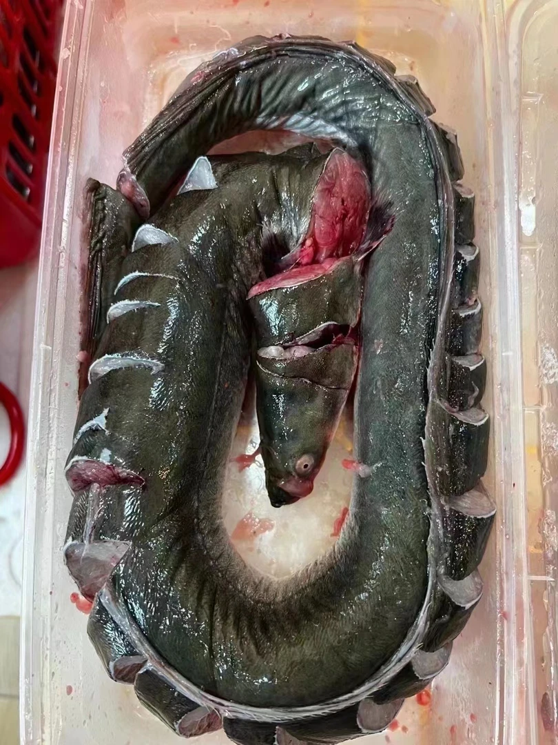 鲜活现杀潮汕本港酥脆肉乌耳鳗耳朵麻鱼海鲜水产品包切片三盒