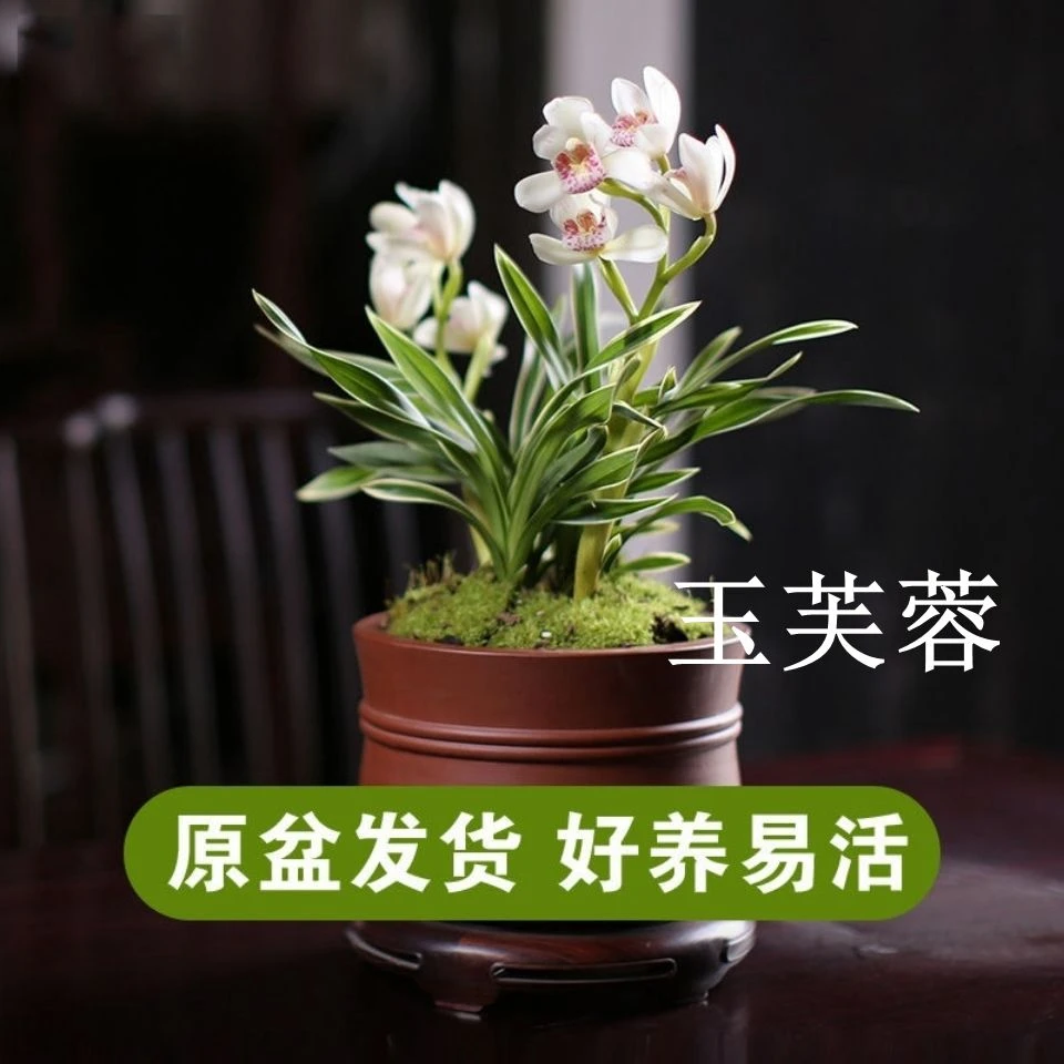 全部带简易盆发货 金边兰花 玉芙蓉 矮种兰花