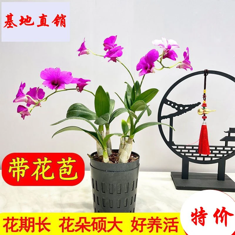 基地直销 (带花)泼墨 心香石斛 浓香兰花苗 客厅阳台室内盆栽花