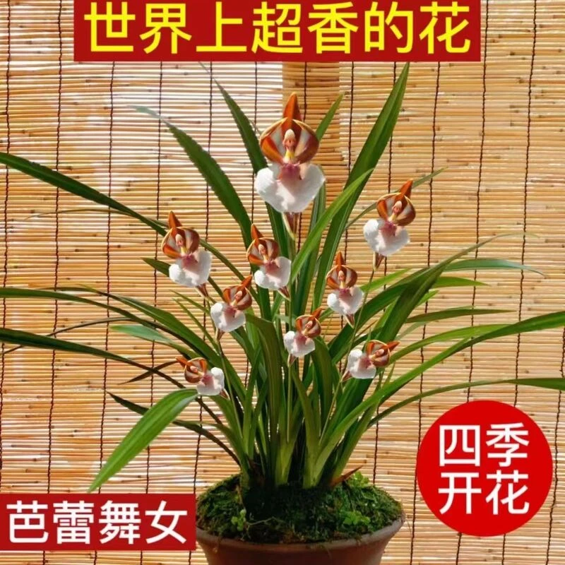 香型 红香妃 兰花四季开花盆栽室内外高贵办公花卉耐热