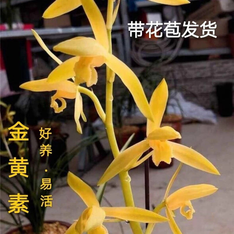 兰花蕙兰金黄素盆栽浓香型 兰花室内