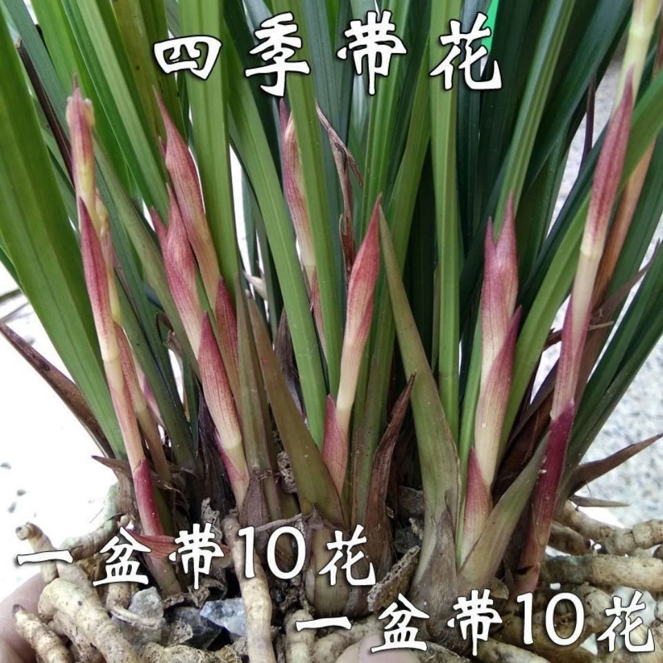 精品 金华山 企黑小香 好养易活 四季开花 浓香型兰花