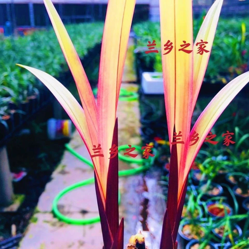 本店重器 寒兰兰花红叶 金枝玉叶 盆栽花盆绿植好种植国兰