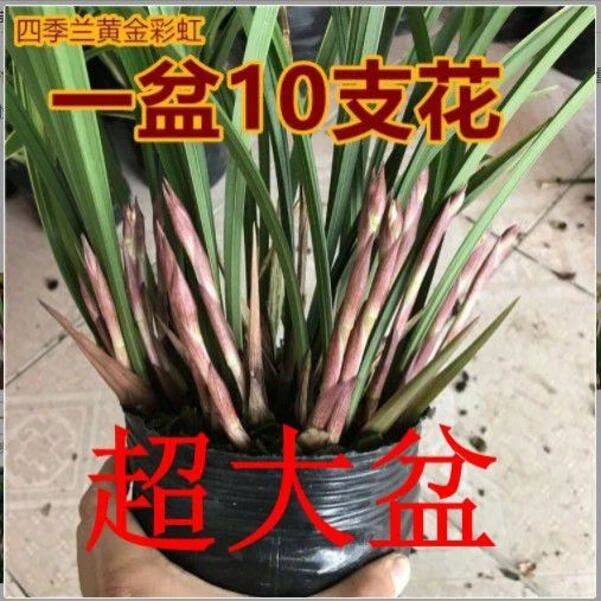黄金彩虹 开花香室内盆栽花卉绿植