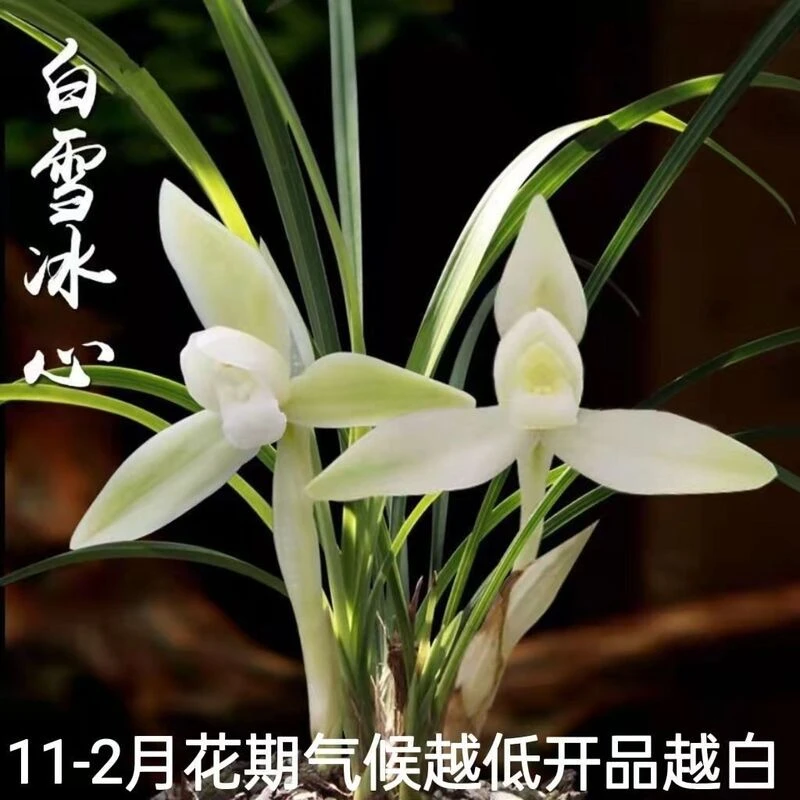 兰花苗春兰  白雪冰心  四季兰浓香花卉室内观花叶盆栽植物好养