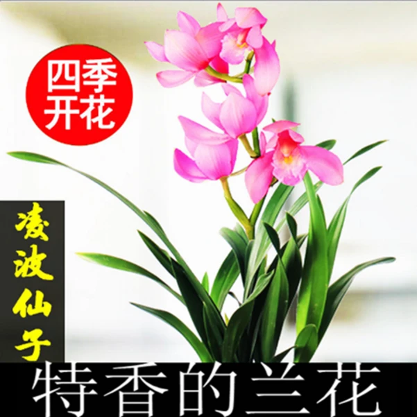 上特香兰花 矮种 兰花苗盆栽室内花  浓香（四季开花）