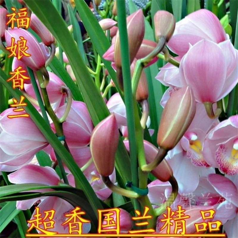 12苗 新店开张 香兰花 四季开花 养不死的好品种 福娘香兰