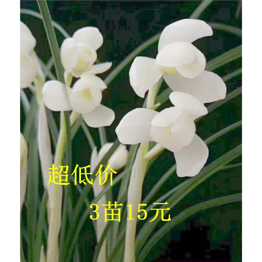 当年开花特香云南名品兰花苗花卉盆栽 莲瓣兰永怀素