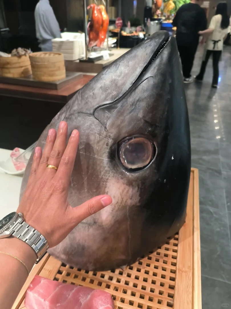 （鱼头）大蓝鳍金枪鱼太平洋海钓超低温深海鱼海鲜