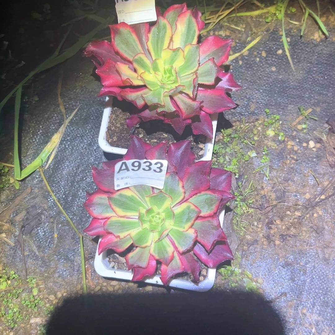 呱***?A932A933多肉植物包邮包邮